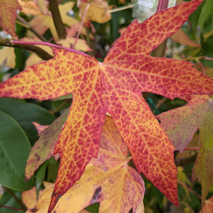 Sweetgum Tree | Liquidambar styraciflua 'Worplesdon' Ornamental Trees