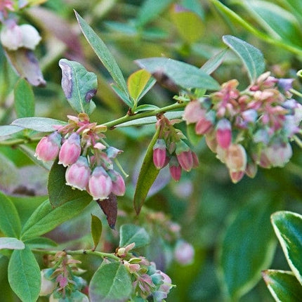 Sunshine Blue Evergreen Blueberry Bush Soft Fruit