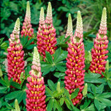 Lupin West Country Tequila Flame Perennial Bedding