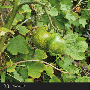 5 Organic 'Tigerella' Tomato Plants Vegetables