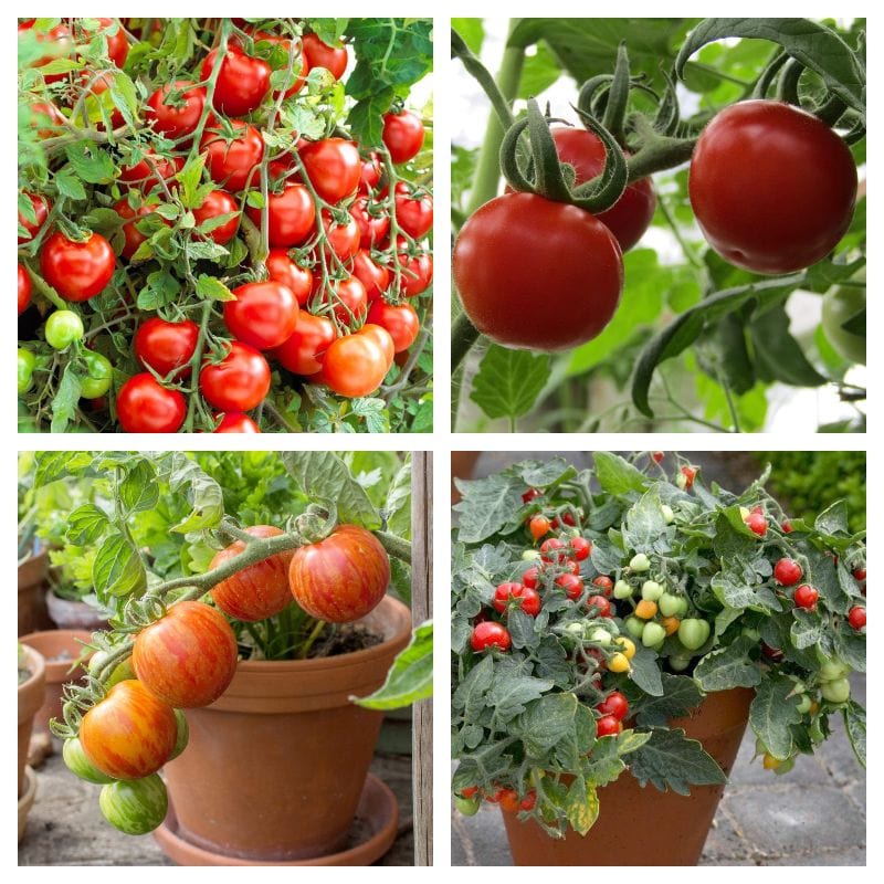 Ultimate Tomato Plants Collection - Roots Plants