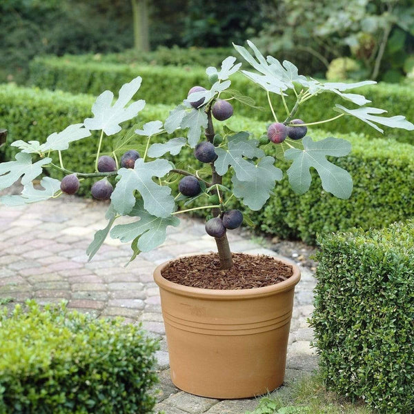 The 3 Best Fruits to Grow in Pots | Nectarine, Fig & Blueberry Fruit Trees