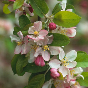 'Golden Hornet' Crabapple Tree Ornamental Trees