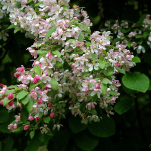 'Golden Hornet' Crabapple Tree Ornamental Trees