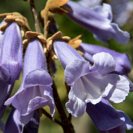 Pyramidal Foxglove Tree | Paulownia tomentosa 'Fast Blue' Ornamental Trees