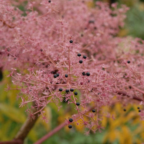 Japanese Angelica Tree | Aralia elata Ornamental Trees