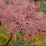 Japanese Angelica Tree | Aralia elata Ornamental Trees