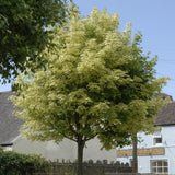 Variegated Norway Maple Tree | Acer platanoides 'Drummondii' Ornamental Trees