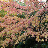 White Flowering Dogwood Tree | Cornus florida 'Autumn Gold' Ornamental Trees