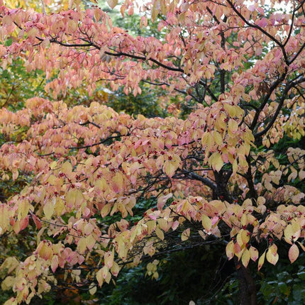 White Flowering Dogwood Tree | Cornus florida 'Autumn Gold' Ornamental Trees