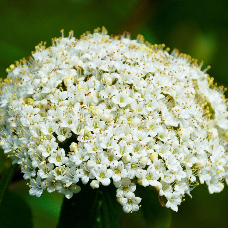 Wayfarer Hedging | Viburnum lantana Shrubs