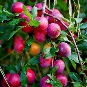 Award Winning Patio Fruit Tree Collection | Cherry, Pear & Plum | Growers' Choice Fruit Trees