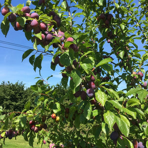 Victoria Plum Tree Fruit Trees