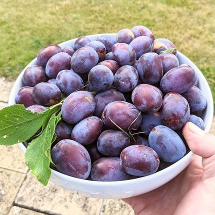 Victoria Plum Tree Fruit Trees