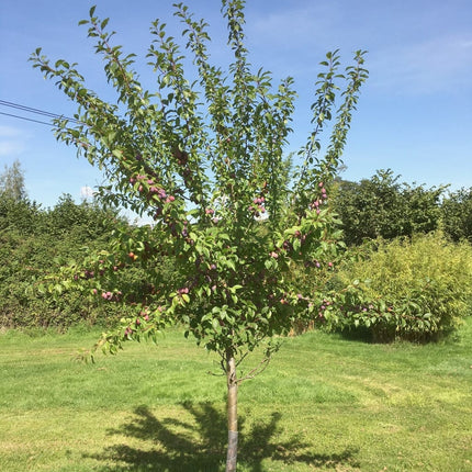 Victoria Plum Tree Fruit Trees