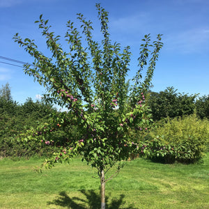 The 3 Best Fruit Trees For Beginners Fruit Trees