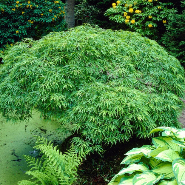 Green Weeping Japanese Maple Tree | Acer palmatum 'Dissectum Viride' Ornamental Trees