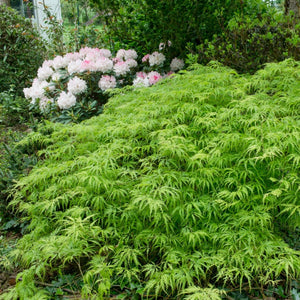 Green Weeping Japanese Maple Tree | Acer palmatum 'Dissectum Viride' Ornamental Trees