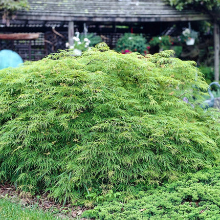 Green Weeping Japanese Maple Tree | Acer palmatum 'Dissectum Viride' Ornamental Trees