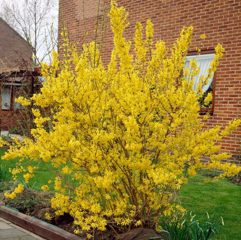 Golden Bells | Forsythia intermedia 'Spectabilis' Shrubs