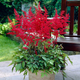 Astilbe 'Fanal' Perennial Bedding