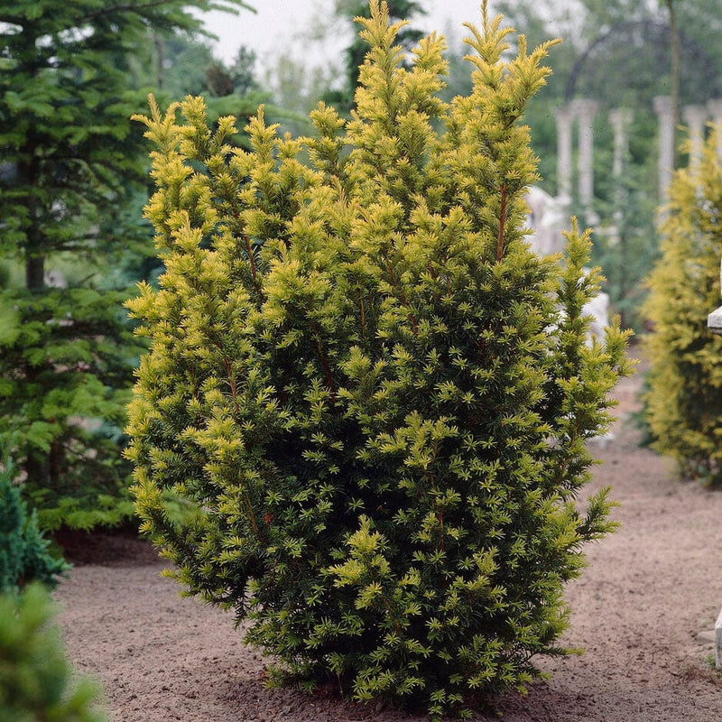 Yew Hedging | Taxus baccata Shrubs