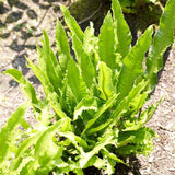 Phyllitis Angustifolia Perennial Plants