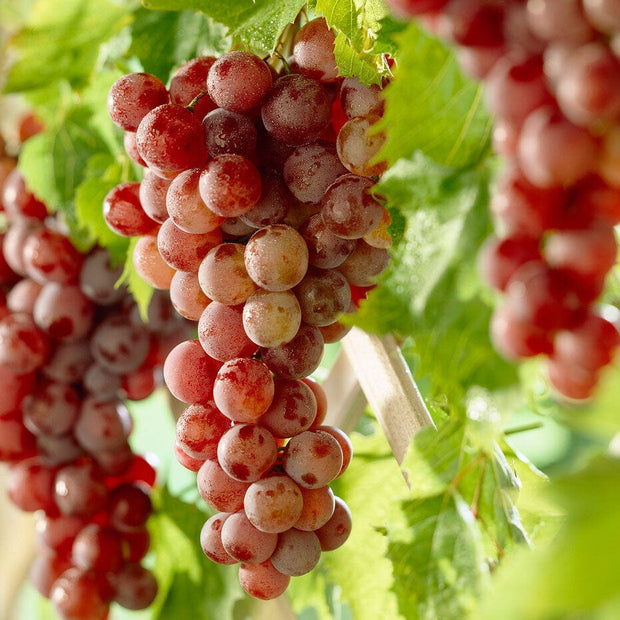 'Crimson Seedless' Grape Vine Soft Fruit