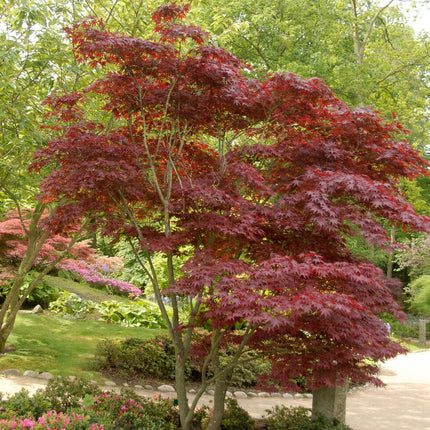 Red Japanese Maple Tree | Acer palmatum 'Red Emperor' Ornamental Trees