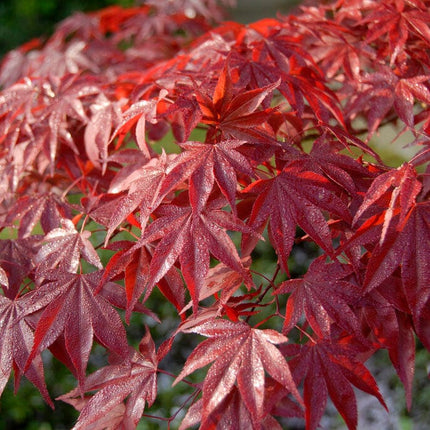 Red Japanese Maple Tree | Acer palmatum 'Red Emperor' Ornamental Trees