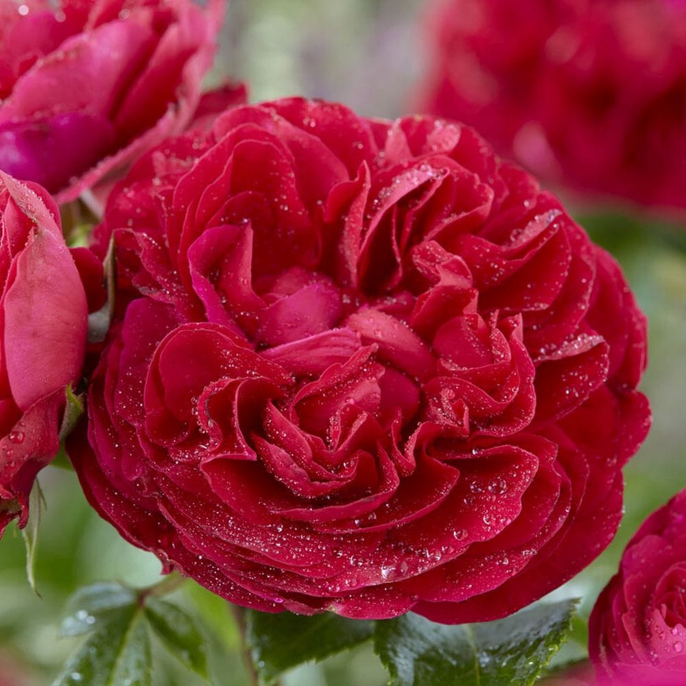 'Admiral' Hybrid Tea Rose – Roots Plants