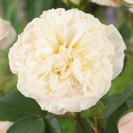 Fragrant Rose Collection Shrubs