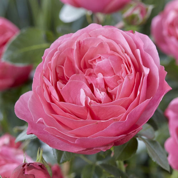 Flora Colonia' Shrub Rose Shrubs