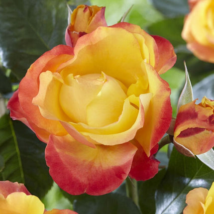 Little Sunset' Patio Shrub Rose Shrubs