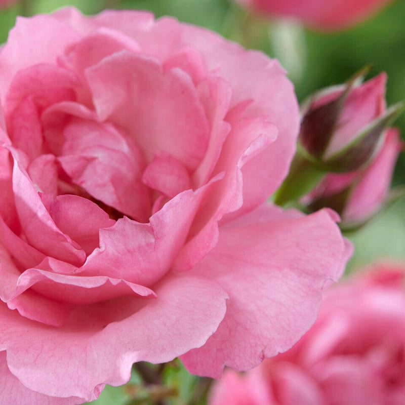 Palace Tabor' Patio Shrub Rose Shrubs