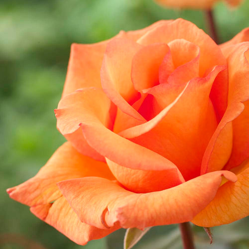 Scent from Heaven' Climbing Rose Shrubs