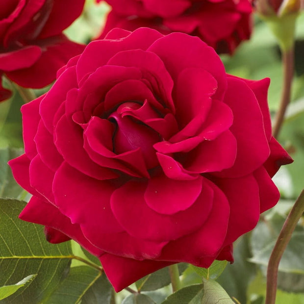 Lucky Stars' Patio Shrub Rose Shrubs