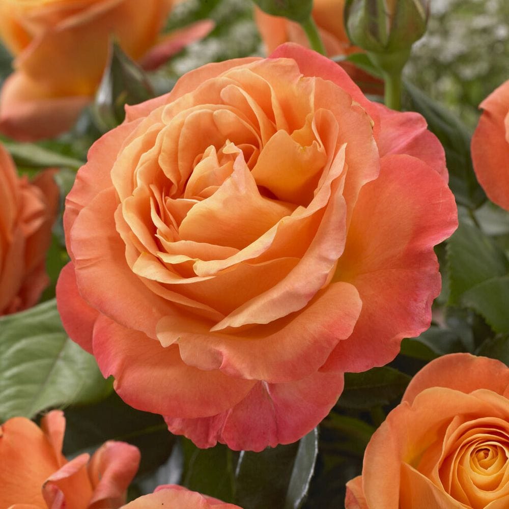 Googleand Roses 'Phoenix' Floribunda Rose – Roots Plants