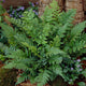 Black Wood Fern | Dryopteris atrata