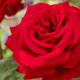 Joyful Birthday' Hybrid Tea Rose Shrubs