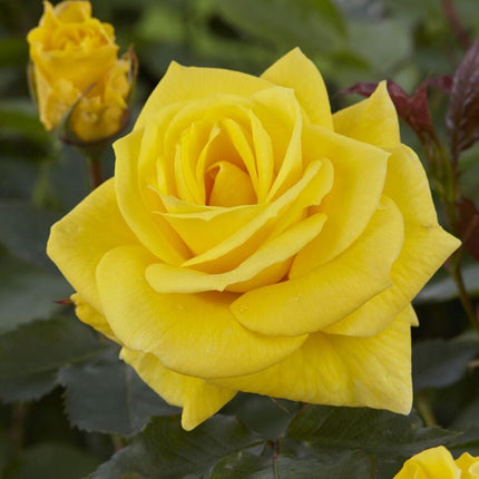 Korresia' Floribunda Rose Shrubs