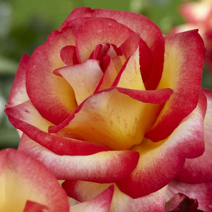 Firebird' Floribunda Rose Shrubs