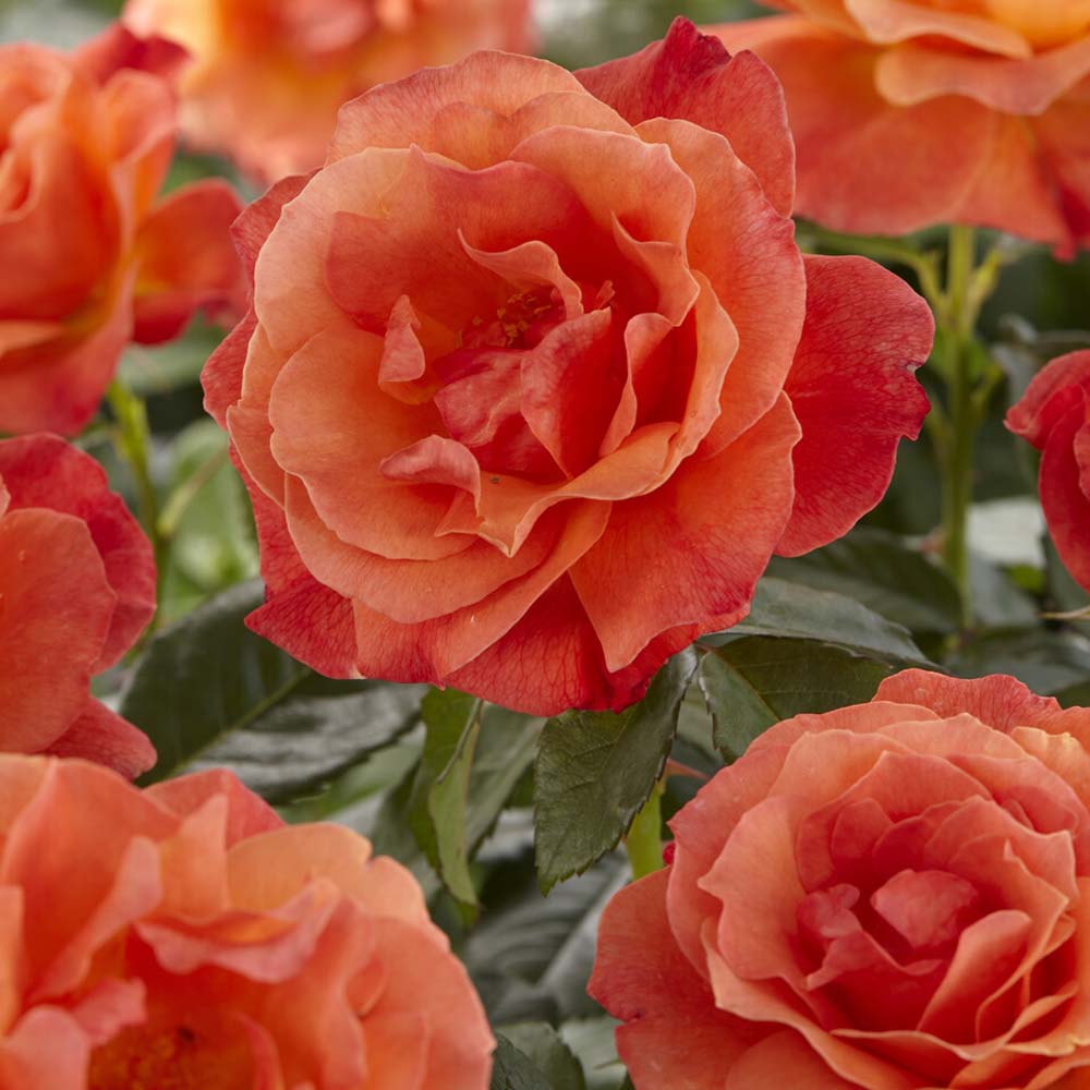 Tandrow Roses 'Lady Love' Hybrid Tea Rose – Roots Plants