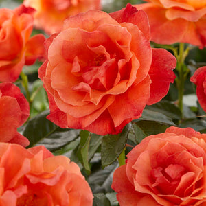 Fragrant Rose Collection Shrubs