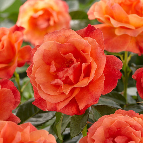 Parade Nicoline' Patio Shrub Rose Shrubs