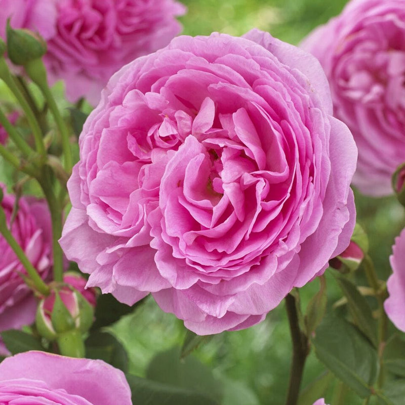 Pink Martini' Hybrid Tea Rose Shrubs