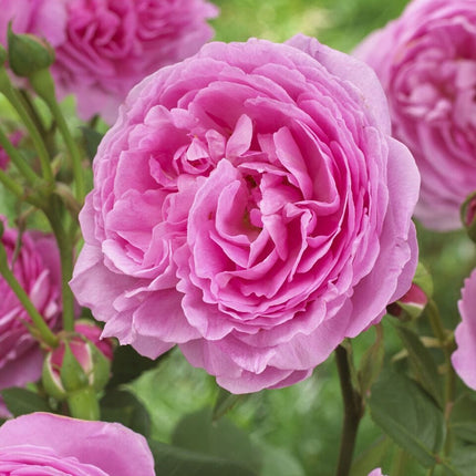 Pink Martini' Hybrid Tea Rose Shrubs