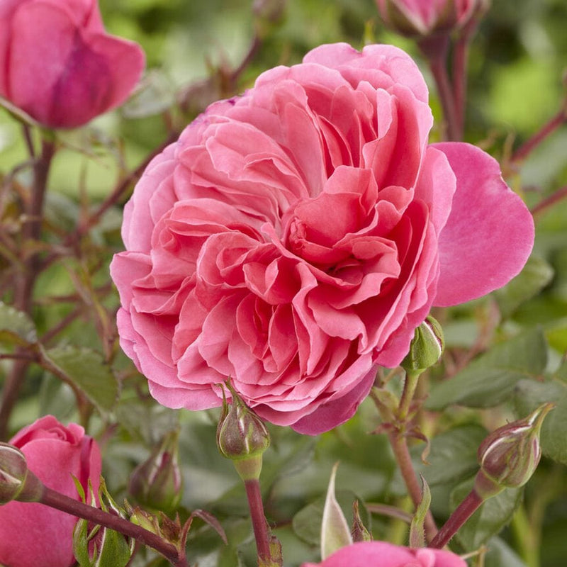 Pure Poetry' Hybrid Tea Rose Shrubs