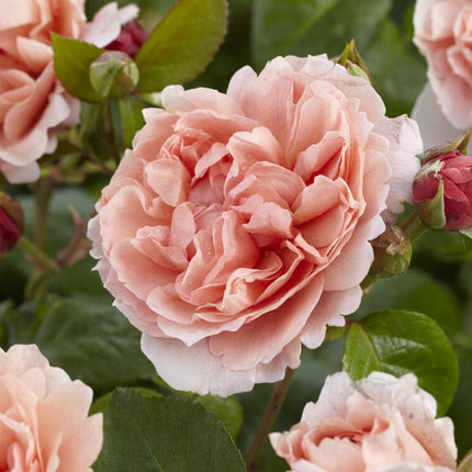 Rachel' Hybrid Tea Rose Shrubs