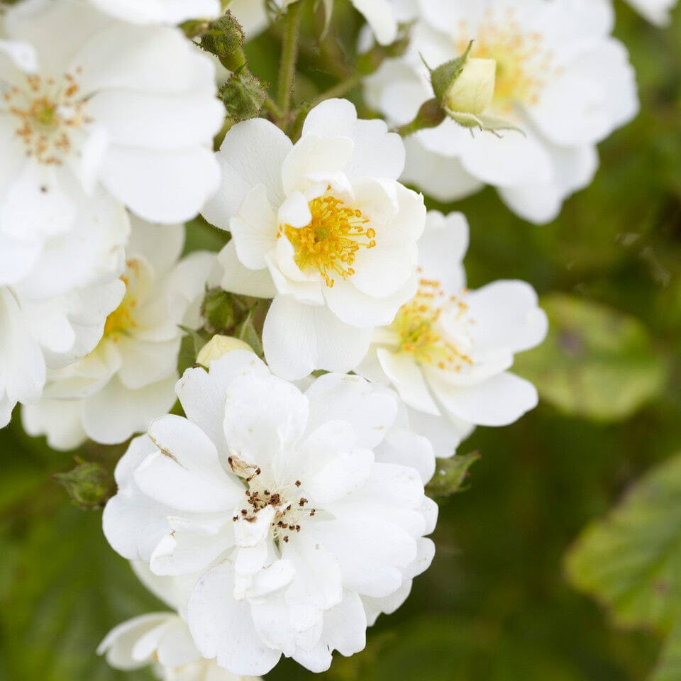 Tree Roses Fragrant Fragrant Rose Collection – Roots Plants
